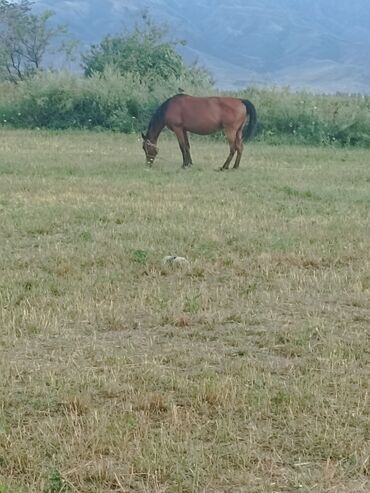 Лошади, кони: Продаю | Кобыла (самка) | Английская | Конный спорт | Племенные — 3