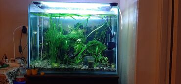 Akvariumlar: Dördbucaq akvarium, Balıqlarla birlikdə, 140 l, Ünvandan götürmə