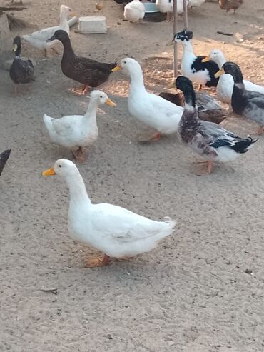 Ördəklər: Satılır: ördək sürüsü - Növlər və rənglər: ağ, qara, boz, qəhvəyi və — 7