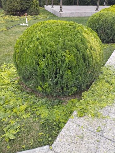 bağ evinə baxıcı: Bağban işləri görülür. Dekorativ ağac və kolların budanıb formaya