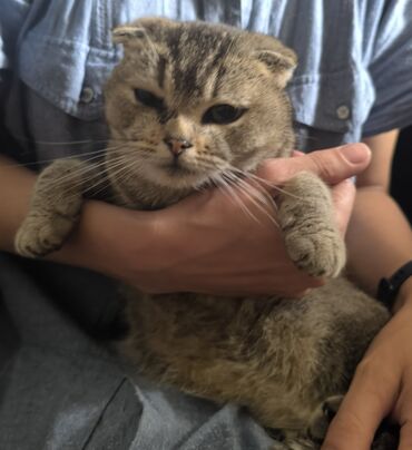 сибирская трехцветная кошка: Кошка даром: Скотиш Фолд (Шотландская вислоухая), более 5 лет, Девочка, Приучена к лотку, Проглистована