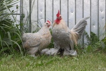 купить курицу в бишкеке: Куплю пару мильфлер для себя