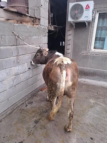 Коровы, быки: Продаю | Корова (самка) | Для молока at lalafo.kg — 4 Коровы, быки: Продаю | Корова (самка) | Для молока — 4