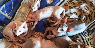 pişiy qumu: Sfinks, Erkək, Dişi, Yaxşı əllərə, Ünvandan götürmə, Pulsuz çatdırılma, Ödənişli çatdırılma