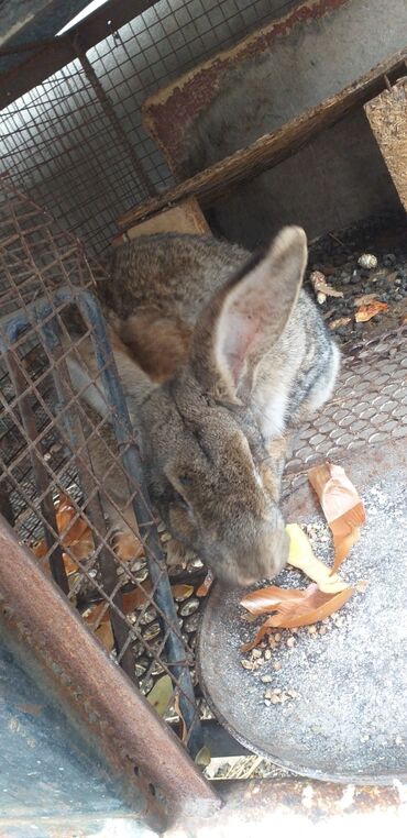куплю декоративного кролика: Бироо эркек бироосу ургачы