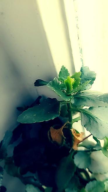 Отдам даром: Цветы от 50 сом и выше — 9