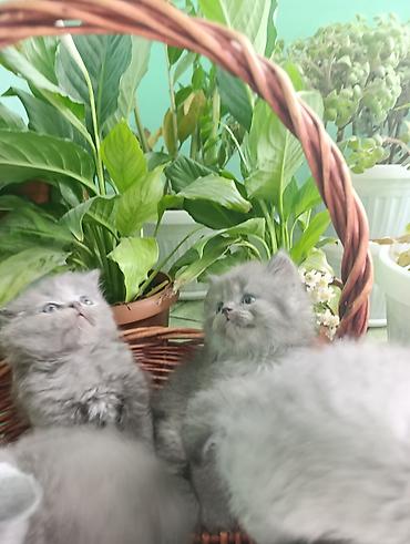 Мышыктар: Британские котята голубого окраса - Порода: шотландская (видно — 2