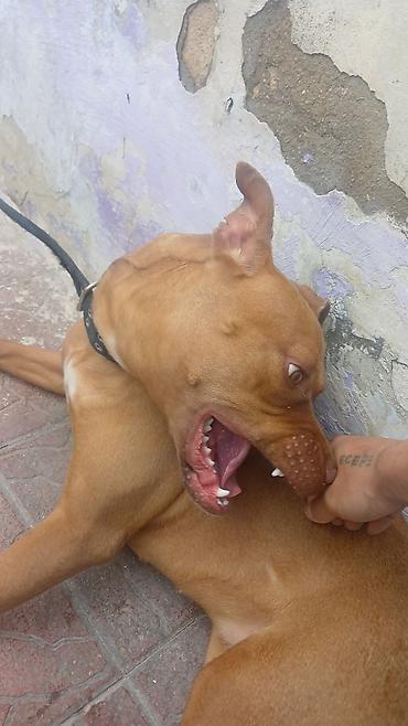 it sortu: Pitbul, 1 il, Dişi — 1