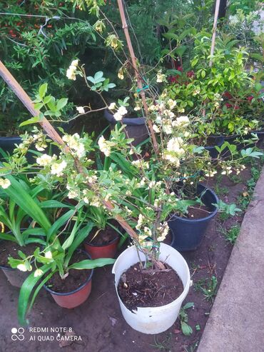 Şitillər: Qazon landşaft #qazon #torf #torf250litrlik Ekolayf #ekolayf balaken — 2