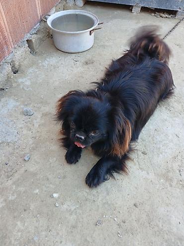 İtlər: Pekines -da lalafo.az — 10 İtlər: Pekines — 10