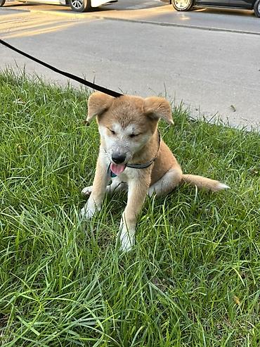 Akita-inu, 2 ay, Erkək, Ünvandan götürmə, Pulsuz çatdırılma lalafo.az -da — 4 Akita-inu, 2 ay, Erkək, Ünvandan götürmə, Pulsuz çatdırılma — 4