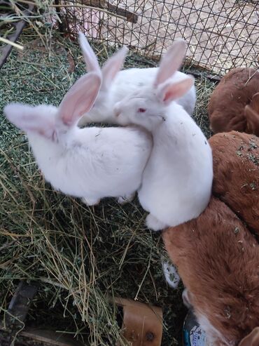 трава для животных: Продаю | Крольчата | На забой, Для разведения | Племенные