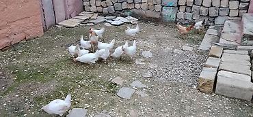 qus yarim tip: 12 ədəd toyuq 2 dənə xoruz satılır yumurtayan toyuqlardı amma hələlik — 5