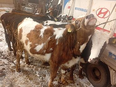 Коровы, быки: Продаю | Тёлка | Не стельные — 6