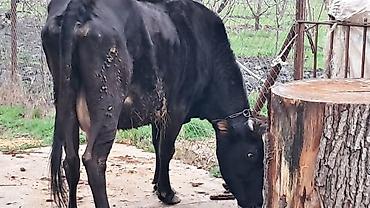 Inəklər, öküzlər: Erkək, Simental, il: 4, 550 kq — 7