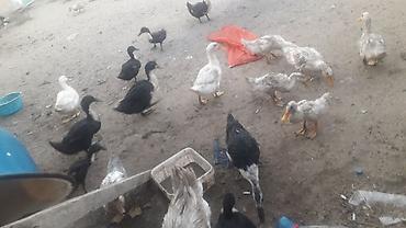 qara avstraloq: Dişi, Yumurtalıq, Ünvandan götürmə — 5