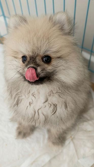 pomerian spits: Şpitz, 4 ay, Erkək, Peyvəndli, Ünvandan götürmə — 7