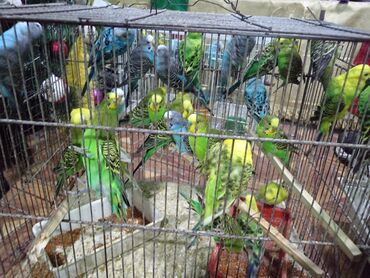 Yemlər: Quş yemləri 1-azn Qırmızı darı topdan 1azn Pərakəndə 1,50azn 1-kq — 20