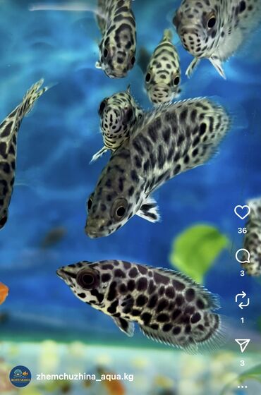 Аквариумы: Рыбки | Аквариумы | Оборудование | Аксессуары | Растения Богатый опыт — 3