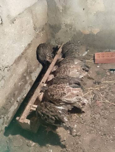 Cücələr: Hinduşka cücələri, Damazlıq — 5