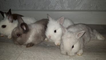 Dovşanlar: Temiz qan xirda sort karlik balalari demey olarki her renqde var -da lalafo.az — 10 Dovşanlar: Temiz qan xirda sort karlik balalari demey olarki her renqde var — 10