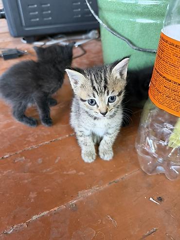 котят ош: Котята, помёт из нескольких малышей. - Возраст: примерно 1–2 месяца — 5
