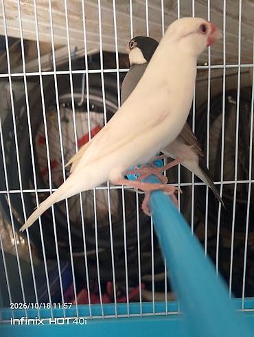 qefes xamyak: Məhsul: Amadin Quşları - Qəfəs: Ağ metal barmaqlıqlar və mavi — 4