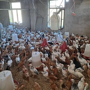 quşlar: Satılır: yerli təsərrüfatda yetişdirilən ferm toyuqları (yumurta-ət — 2