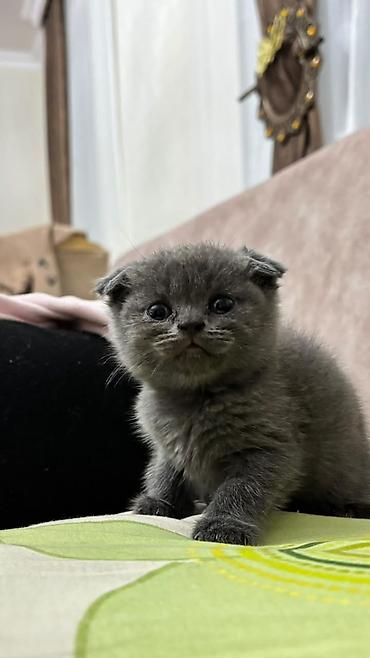 Кошки: Шотландская вислоухая — 1