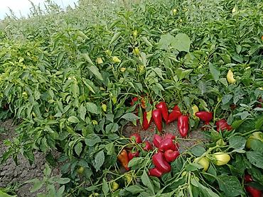 капуста оптом: Перец Сладкий, Оптом, В розницу — 5