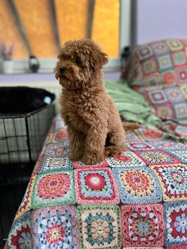 Psi: Nasa odgajivacnica se nalazi u Indjiji i bavimo se uzgojom pasa 15 — 3