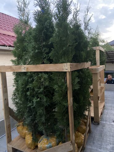 Декоративные деревья: Продаются декоративные хвойные растения 🌿🌲 Мы имеем большой опыт — 9