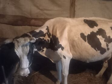 simental inek satışı: Самка, Holsteyn, лет: 4, 600 кг, Для молока