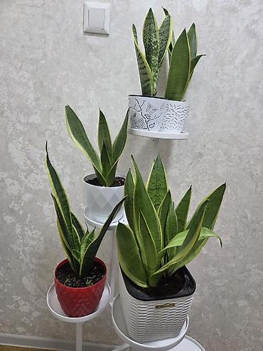 Антуриумы: Антуриум Андре (Anthurium andreanum) - Эффектный комнатный ароид с — 51