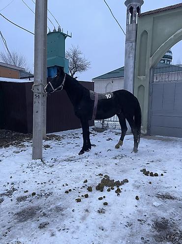 Лошади, кони: Продаю | Конь (самец) | Конный спорт | Племенные — 9