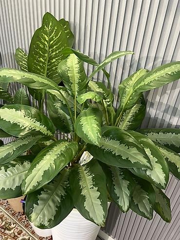 Драцены и Сансевиерии: Доставка по городу бесплатно . Адаптированные пересаженные Комнатные — 58