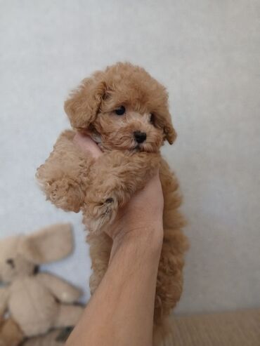 İtlər: Pudel, 2 ay — 6