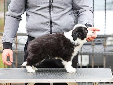 Psi: Na prodaju 4 šteneta Border Collie, iz dva različita legla. Jedno — 6