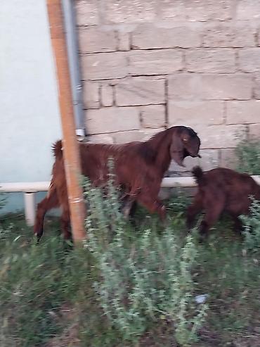 Keçilər, çəpişlər: Super Hələb keçisi ! 2 si birinci qarına doğub 2 sidə 3 qarına doğub — 1