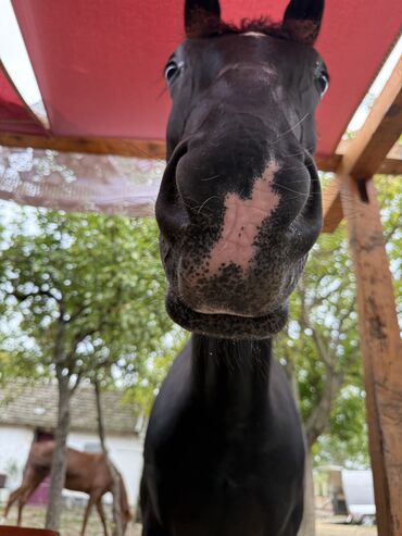 Domaće životinje: Na prodaju: crni konj, atletske građe i pravilnih nogu. - Tip — 5
