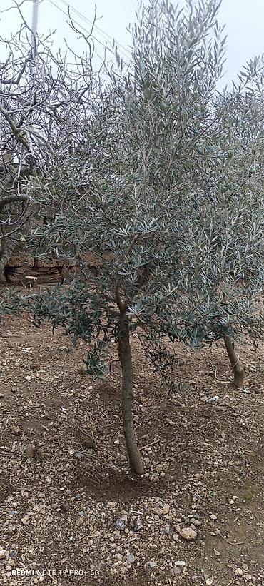 Ağaclar: Zeytun ağacları - Seçim: müxtəlif ölçü və yaşlarda zeytun ağacları - — 5