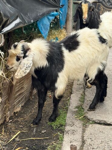 Козы, козлы: Продаю | Козёл (самец) | Битал | Для разведения — 12