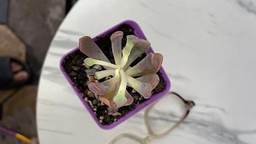 Кактусы: В наличии ❗️‼️ Самые необычные цветы😍как будто с другой планеты 🪐 — 6