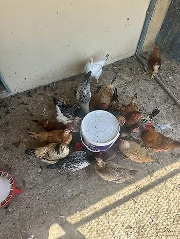 meşə toyuğu: Toyuq, Yumurtalıq — 3