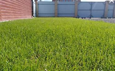 Другие товары для дома и сада: Услуги Садовника Стрижка живой изгороди Уборка дикой травы Покос at lalafo.kg — 11 Другие товары для дома и сада: Услуги Садовника Стрижка живой изгороди Уборка дикой травы Покос — 11