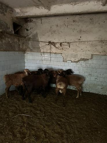 козу баран: Продаю | Баран (самец) | Для разведения — 8