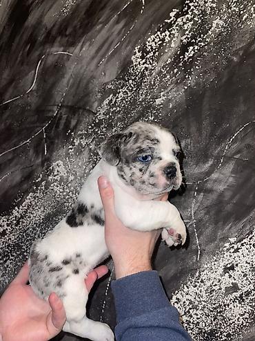 Psi: Francuski bulldog štene, jedinstven merle šare. Kompaktno, snažno — 17