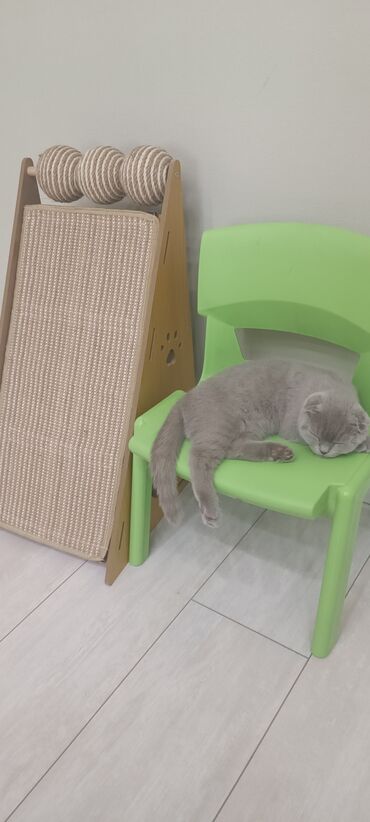 британская вислоухая кошка цена: Британская короткошёрстная, 3 месяца, Девочка, Серый, С прививками
