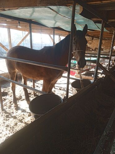 продажа домашних животных: Продаю | Кобыла (самка) | Для разведения