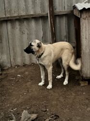 İtlər: Çoban iti 5 aylıq dişi 350 azn 055 662 05 16 bu nömreye yazın — 9